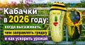 Кабачки в 2026 году: как вырастить идеальный урожай