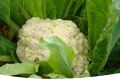 Как вырастить цветную капусту: секреты и советы для успешного урожая