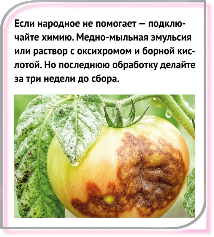Как бороться с «пожирателем растений»? Как бороться с «пожирателем растений»?