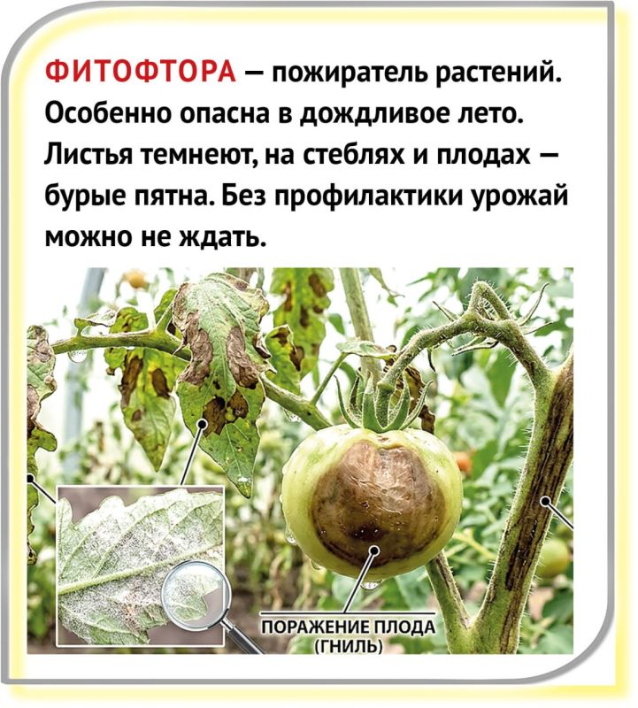 Как бороться с «пожирателем растений»? Как бороться с «пожирателем растений»?
