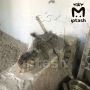Подростки-изверги насквозь проткнули кошку палкой — об этом рассказали волонтёры из Челнов