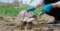 Секреты успешного ухода за ежевикой: от весны до осени