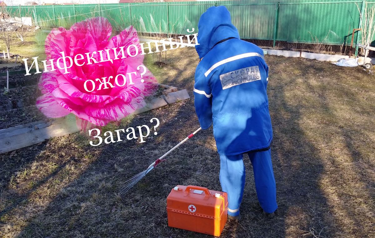 Как отличить загар от инфекционного ожога на розах: полезные советы для садоводов