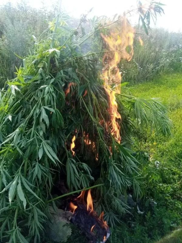 В Татарстане продолжается оперативнопрофилактическая операция «Мак» В Татарстане продолжается оперативнопрофилактическая операция «Мак»