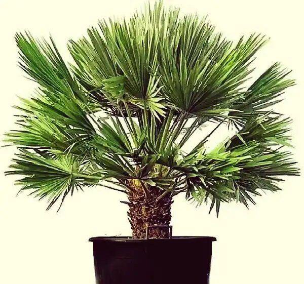 Хамеропс: как создать оазис у себя дома с этой уникальной пальмой
