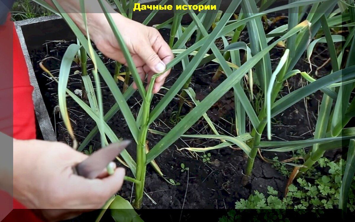 Как увеличить урожай чеснока: эффективные методы без удобрений