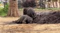 Утренний ливень порадовал слонов в казанском зоопарке