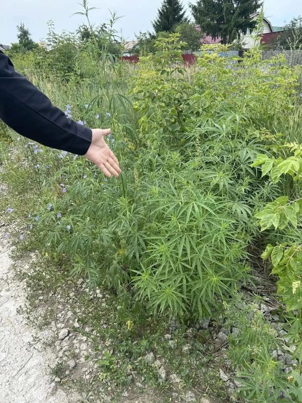 В Набережных Челнах полицейские ликвидировали очаги дикорастущей конопли В Набережных Челнах полицейские ликвидировали очаги дикорастущей конопли