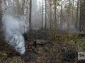 В лесах Татарстана с начала сезона провели 12,8 тыс