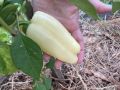 Перец Халиф: как вырастить кубовидные плоды с изысканным вкусом
