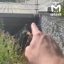 Исполком сливает воду из ливнёвок в озеро Кабан — поэтому оно воняет химией, а рыба дохнет в масляных пятнах