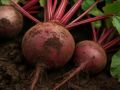 Главные секреты правильного сбора и хранения свёклы: как сохранить урожай до весны