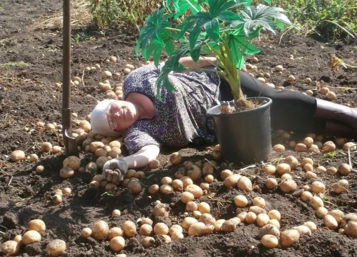 Как эффективно собрать картошку: советы по удачному урожаю