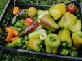 Сладкий перец: как сохранить урожай и использовать его с максимальной пользой