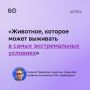 Российская экономика по своей устойчивости напоминает верблюда, считает советник главы ЦБ Кирилл Тремасов