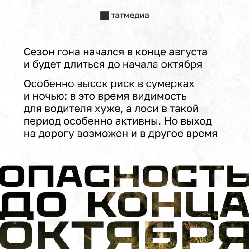 Вес взрослого лося - до 600 кг, удар в лобовое стекло машины смертелен Вес взрослого лося - до 600 кг, удар в лобовое стекло машины смертелен