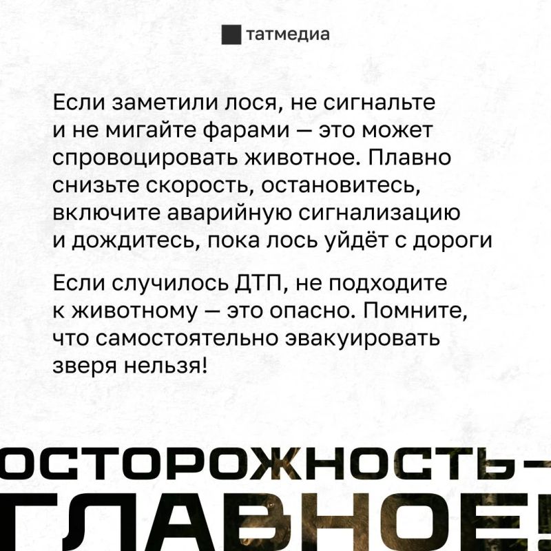 Вес взрослого лося - до 600 кг, удар в лобовое стекло машины смертелен Вес взрослого лося - до 600 кг, удар в лобовое стекло машины смертелен