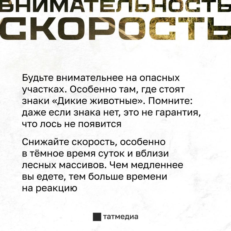 Вес взрослого лося - до 600 кг, удар в лобовое стекло машины смертелен Вес взрослого лося - до 600 кг, удар в лобовое стекло машины смертелен