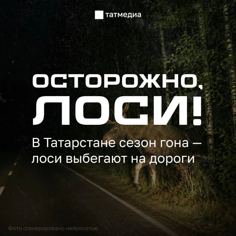Вес взрослого лося - до 600 кг, удар в лобовое стекло машины смертелен
