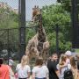 В казанский зоопарк привезут жирафов — впервые за 19 лет их доставят в Россию авиасообщением