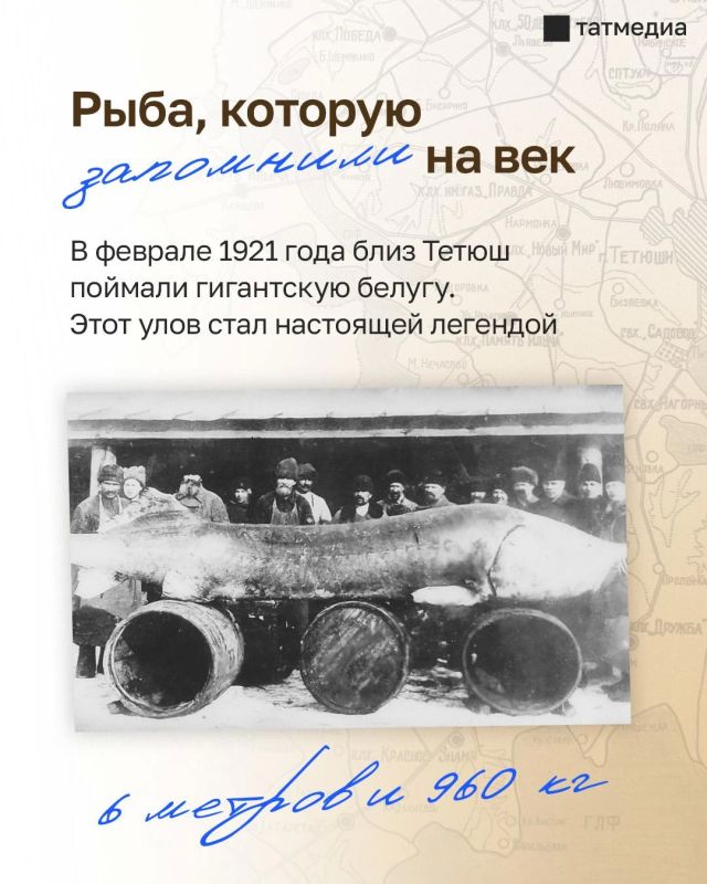 6 метров и 960 кг: как в Тетюшах поймали легендарную белугу 6 метров и 960 кг: как в Тетюшах поймали легендарную белугу