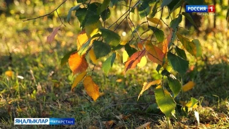 В Татарстане 17 сентября воздух прогреется до +18 градусов, утром возможна гроза
