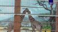 В Казань привезли восемь жирафов из Намибии, сообщает мэрия города