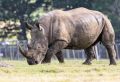 В Казань хотят привезти носорога