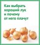 Как выбрать хороший лук и почему от него плачут? Рассказываем в карточках от «КВ»
