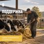 ��� ���������� ����� �������� ��������� �� ���������� �������� � ������������� ����-����