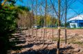 Принимаем новеньких . В Салават Купере-1 напротив центра «Физра» высадят 4 295 деревьев: 2 176 лип, 1 531 ель и 588 вязов