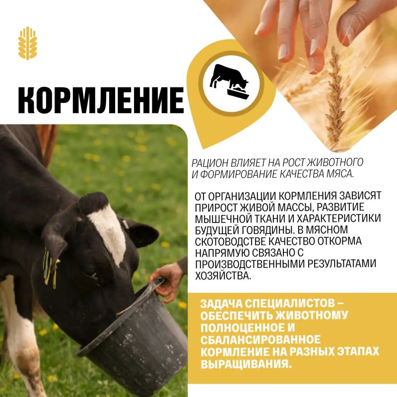 Откуда берётся идеальный стейк? Откуда берётся идеальный стейк?