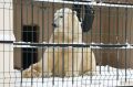 Новости Татарстана 28 сентября: ипотека, зооботсад, «Кросс нации» и белые медведи