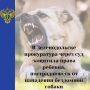 Суд по иску Зеленодольской городской прокуратуры взыскал компенсацию для девочки, которую покусала собака