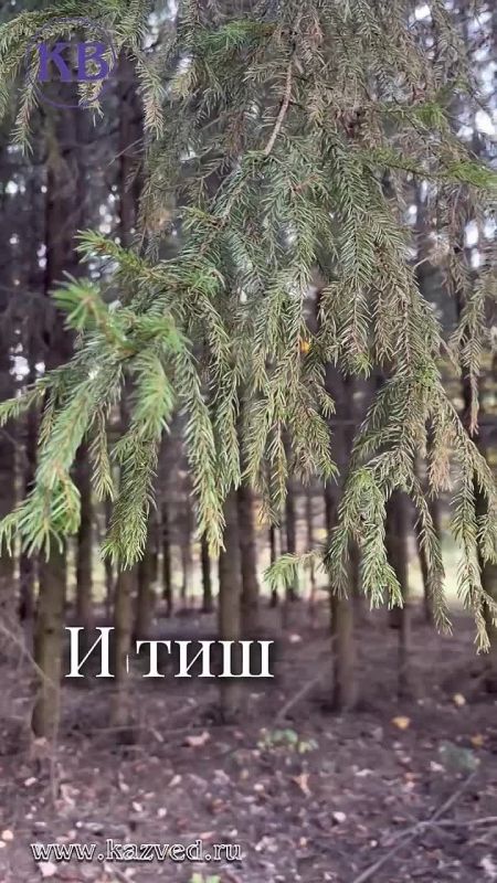 В лесу - тишина, хруст под ногами, чьи-то дома