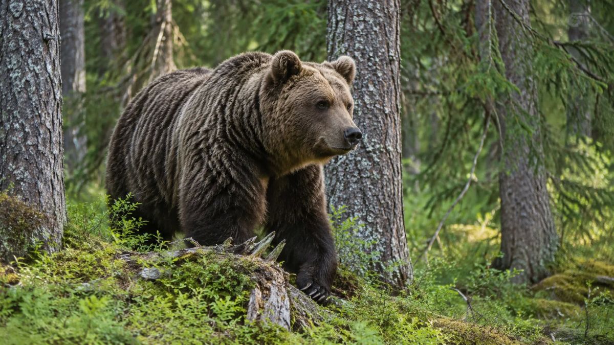 В Татарстане медведи начали расширять территорию обитания