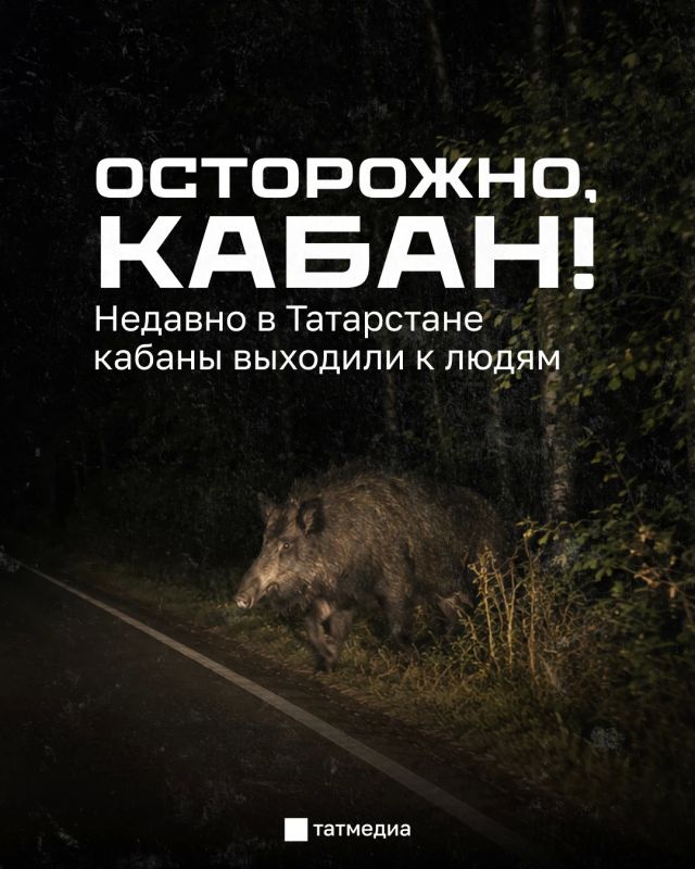 Жители Иннополиса видели кабана на территории местного ЖК