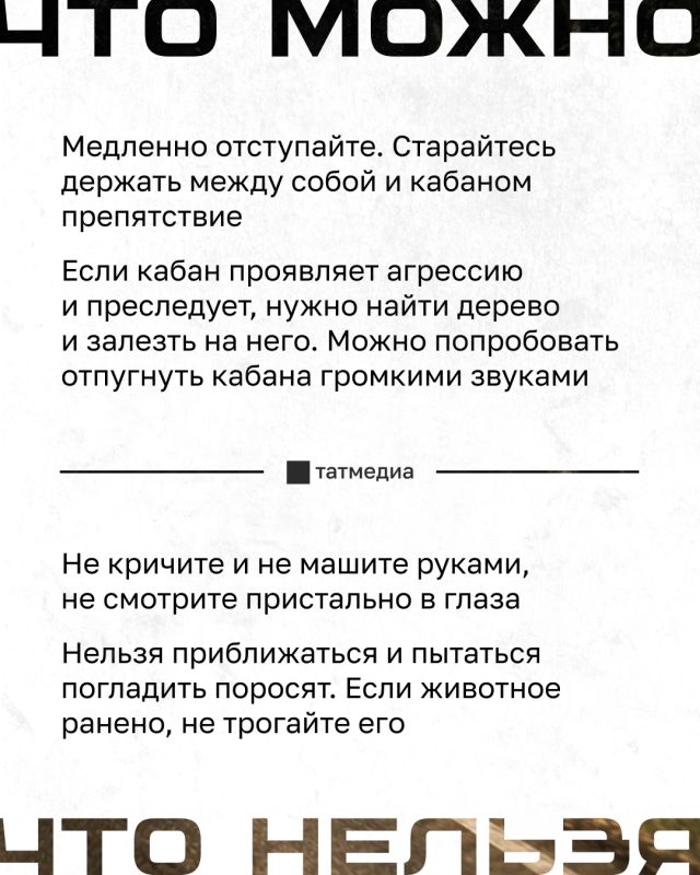 Жители Иннополиса видели кабана на территории местного ЖК Жители Иннополиса видели кабана на территории местного ЖК