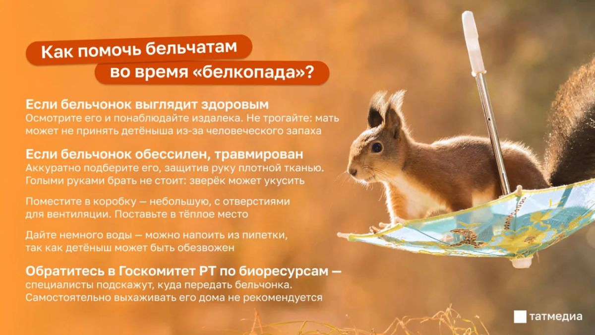 Татарстанцам рассказали, как помочь бельчатам во время «белкопада»