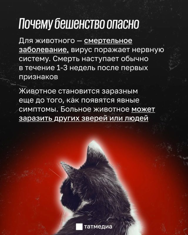 Бешеная кошка напала на двух человек в Тукаевском районе Татарстана Бешеная кошка напала на двух человек в Тукаевском районе Татарстана