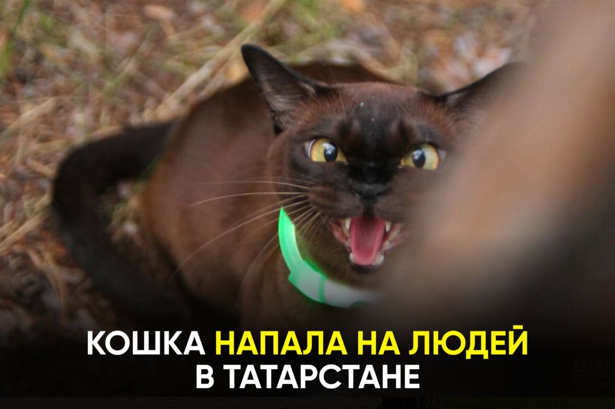 Животное оказалось заражено бешенством