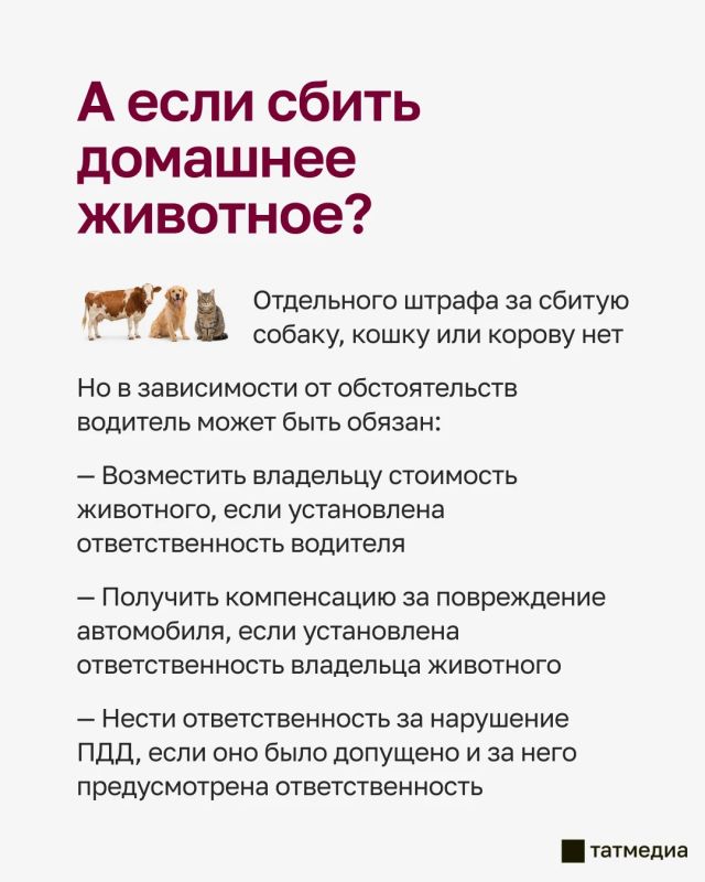 Сегодня олень выбежал на дорогу в Казани и погиб под колесами авто: сколько придется заплатить за сбитое дикое животное? Сегодня олень выбежал на дорогу в Казани и погиб под колесами авто: сколько придется заплатить за сбитое дикое животное?