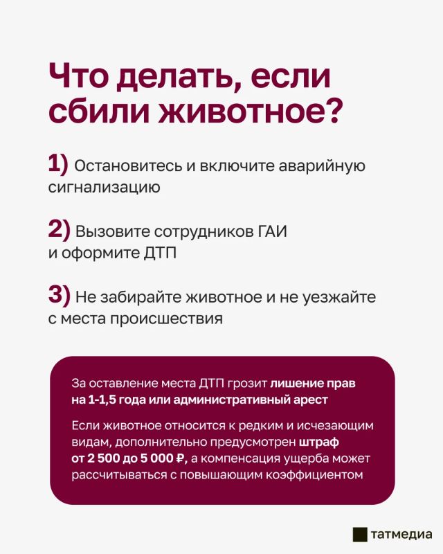 Сегодня олень выбежал на дорогу в Казани и погиб под колесами авто: сколько придется заплатить за сбитое дикое животное? Сегодня олень выбежал на дорогу в Казани и погиб под колесами авто: сколько придется заплатить за сбитое дикое животное?