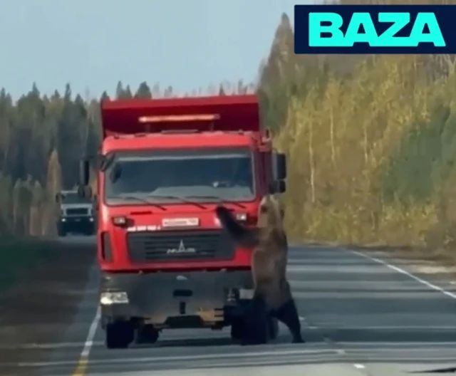 Медведь-нарушитель: в ХМАО косолапый украл дорожный знак и покусал фуру - видео