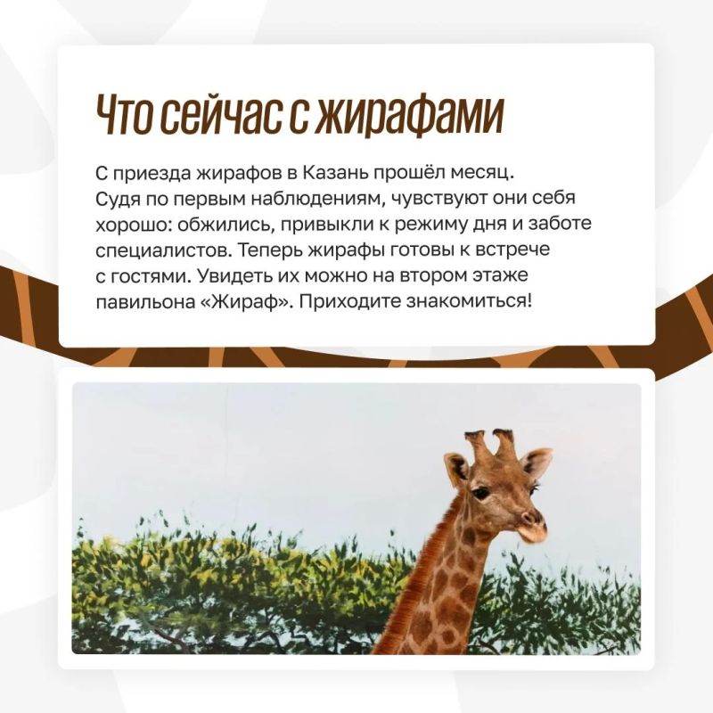 Из Африки в Казань: как живут жирафы в зооботсаду Из Африки в Казань: как живут жирафы в зооботсаду