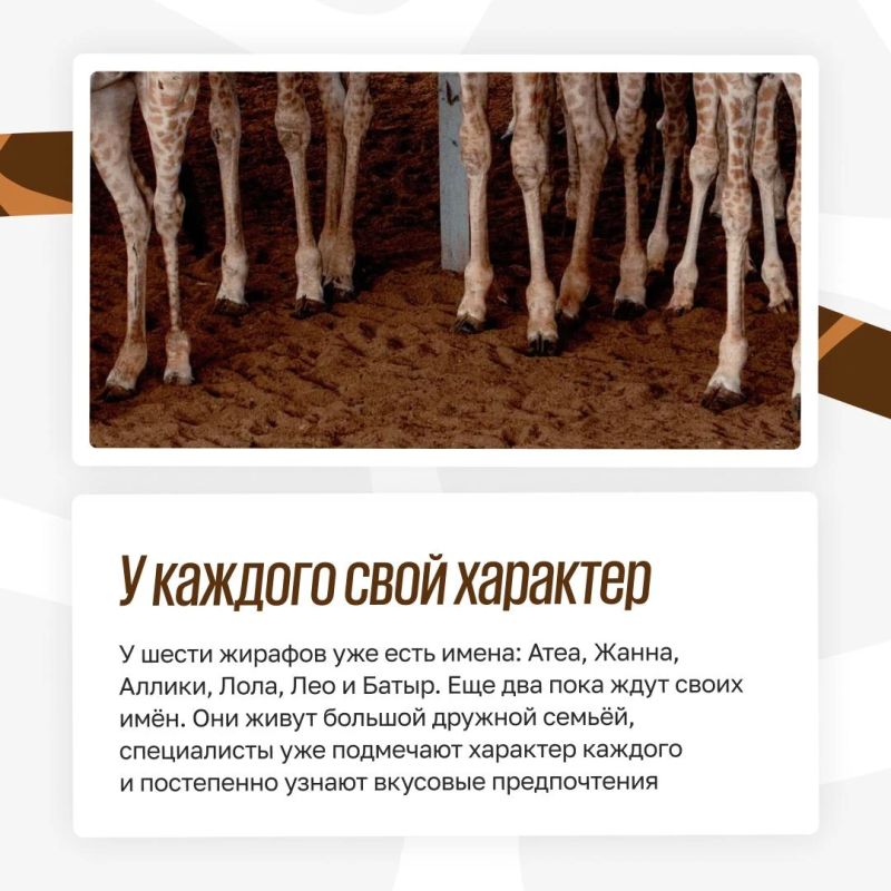 Из Африки в Казань: как живут жирафы в зооботсаду Из Африки в Казань: как живут жирафы в зооботсаду