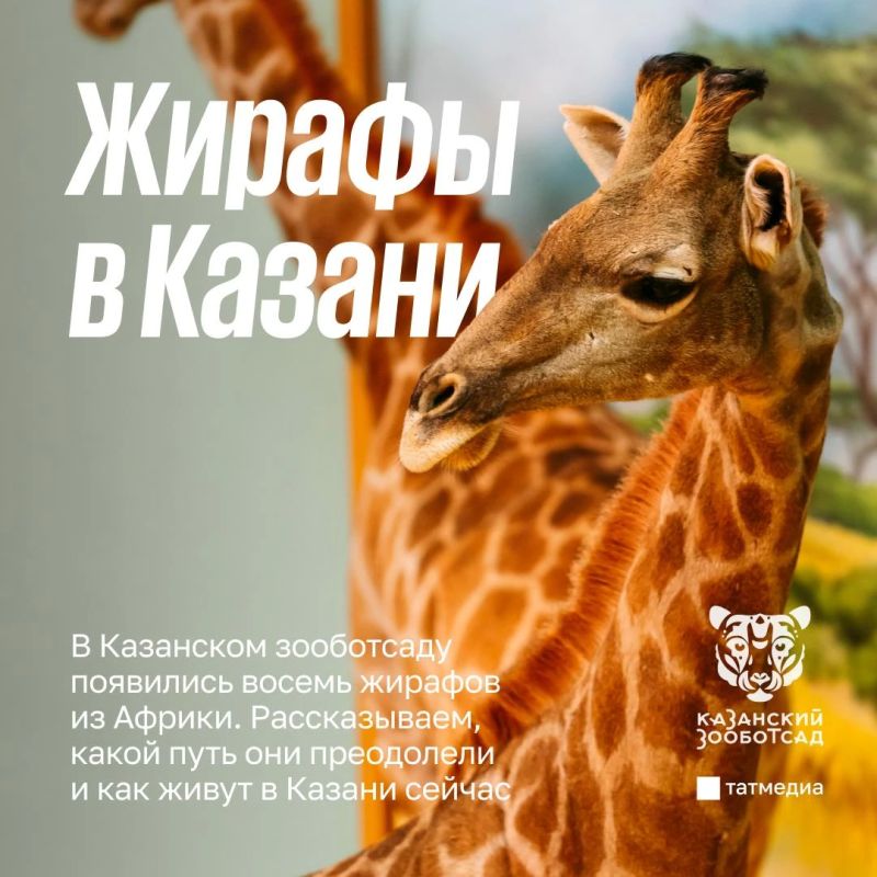Из Африки в Казань: как живут жирафы в зооботсаду Из Африки в Казань: как живут жирафы в зооботсаду