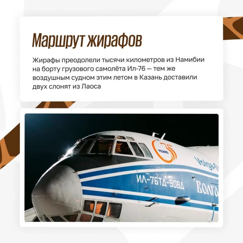 Из Африки в Казань: как живут жирафы в зооботсаду Из Африки в Казань: как живут жирафы в зооботсаду