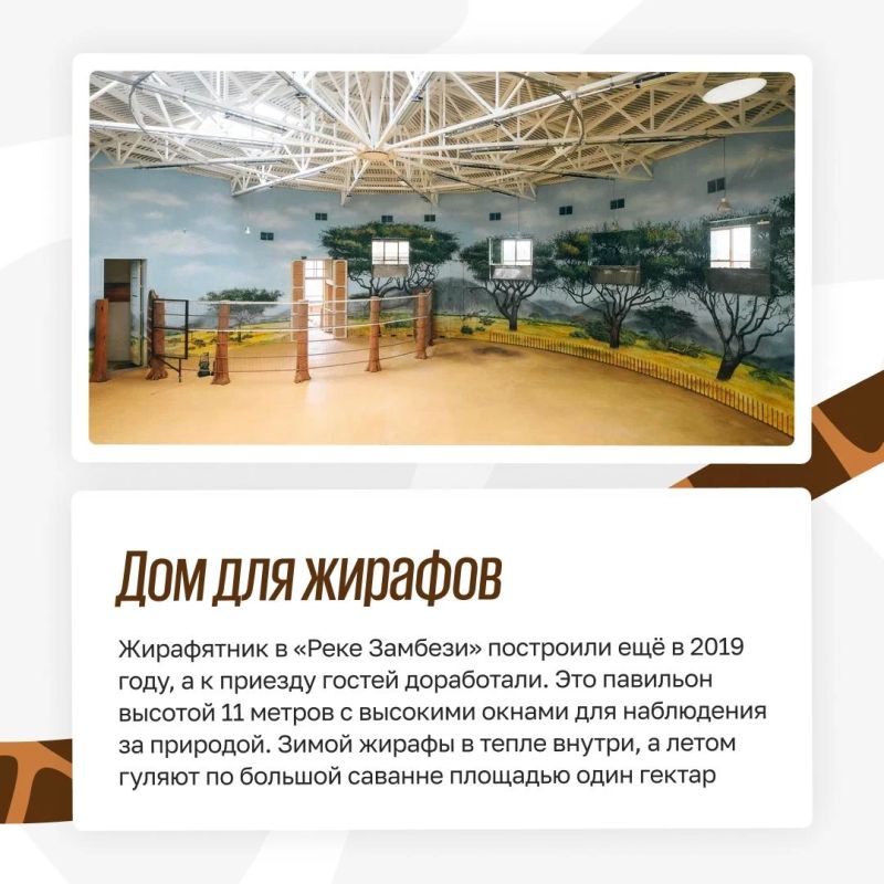 Из Африки в Казань: как живут жирафы в зооботсаду Из Африки в Казань: как живут жирафы в зооботсаду