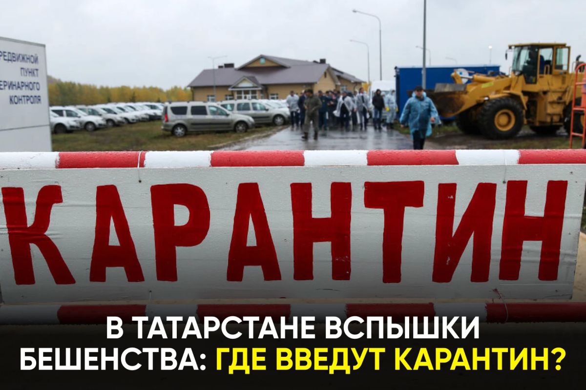 Среди причин – случаи заражения домашних животных, в том числе нападение бешеной кошки на людей